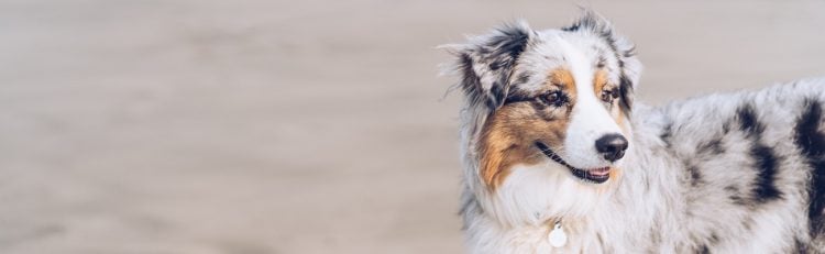 GEICO Pet Insurance Review