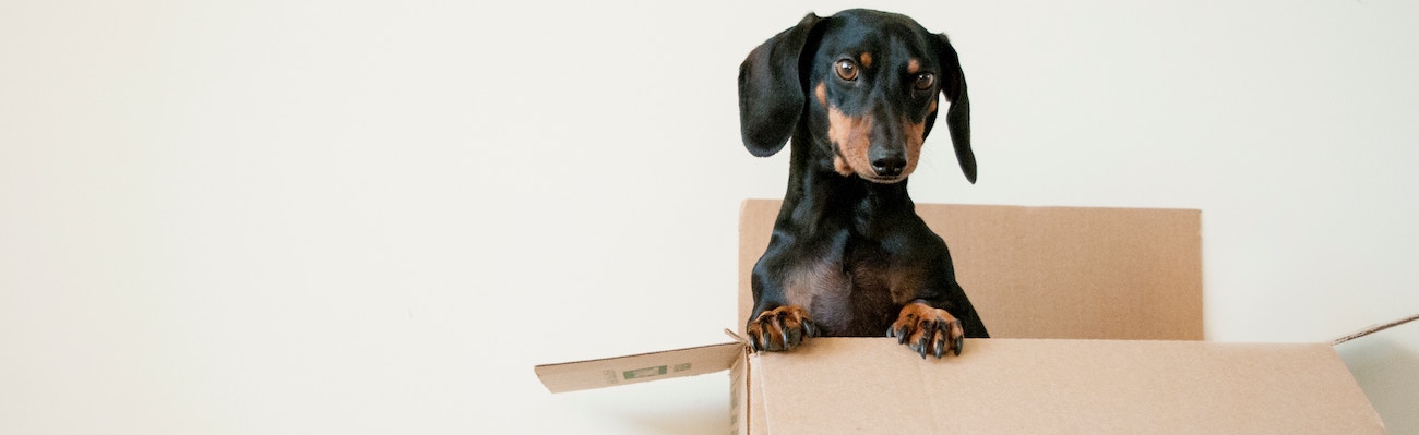 USAA Pet Insurance Review for 2020 | LendEDU