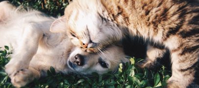 How much are dog and cat owners willing to spend on their companions