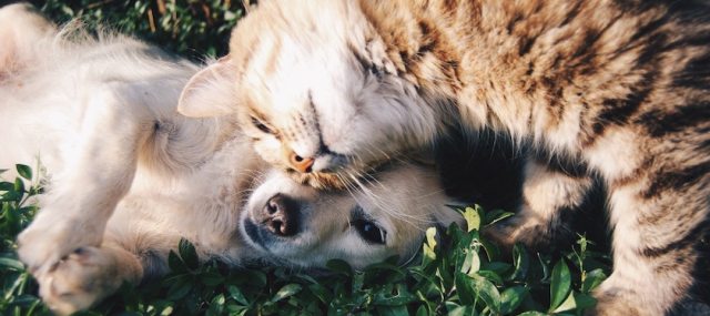 How much are dog and cat owners willing to spend on their companions