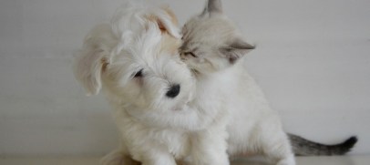 Thinking of Buying a Pet? You May Want to Think Again