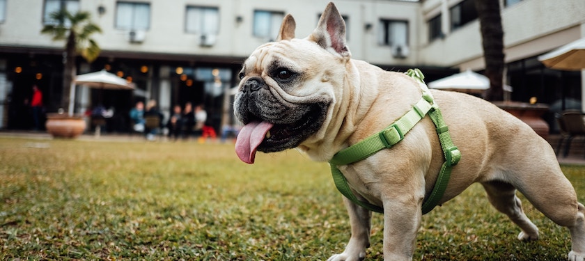 Pet Insurance for French Bulldogs How It Helps LendEDU