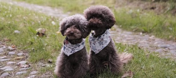 Pet Insurance for Poodles