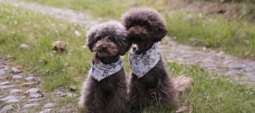 are poodles at risk for cancer