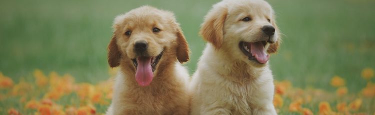 Pet Insurance for Golden Retrievers