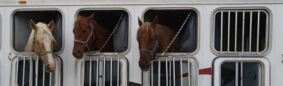 Horse Trailer Financing: How and Where to Secure Funding