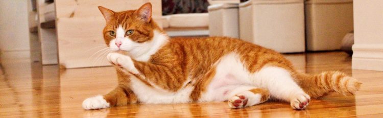 Petsecure Pet Insurance Review