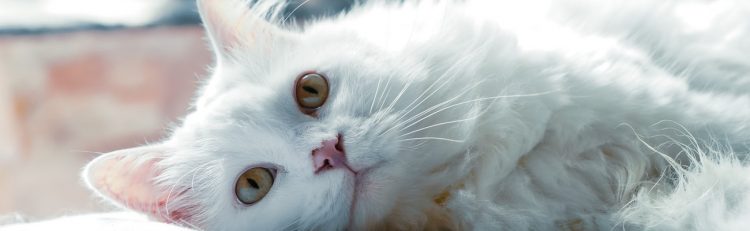 Trupanion vs. Healthy Paws: Pet Insurance Comparison