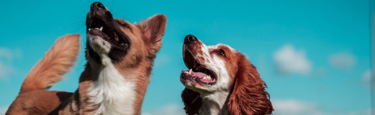 Two dogs outside