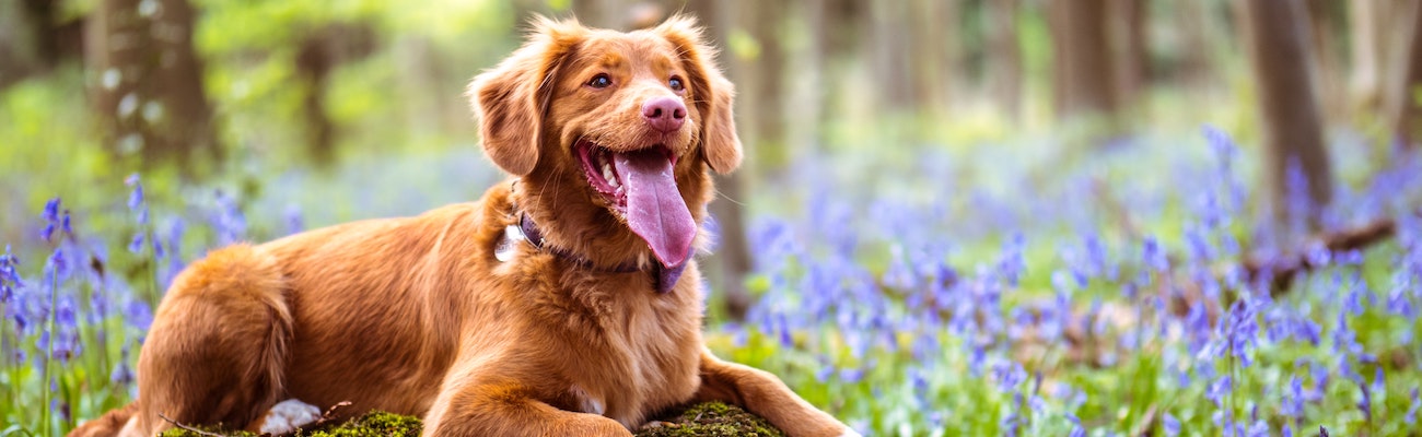 List Of 28 Pet Insurance Companies LendEDU pet-pantry-and-supply-baudette-mn