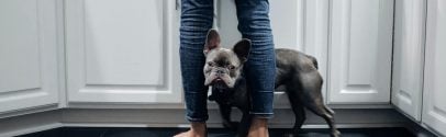 A dog standing between its owners legs