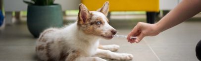 A dog receives medication at the vet