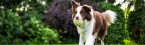 Pet Insurance That Covers Hip Dysplasia