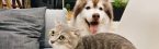 Pet Insurance That Covers Vaccinations