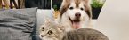 Pet Insurance That Covers Routine Care