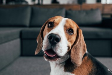 Beagle dog sitting indoors with a curious expression, used as the featured image for a Beagle IRA review.